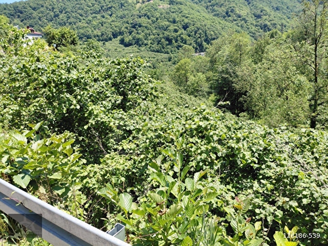 Adaplatinden Beşikdüzü Merkez Sahile 3km, 3178m2 fındık bahçesi - Görsel 6
