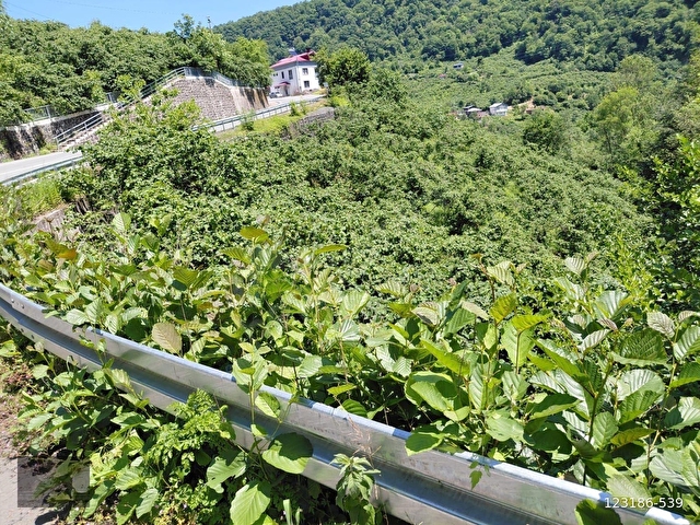 Adaplatinden Beşikdüzü Merkez Sahile 3km, 3178m2 fındık bahçesi - Görsel 12
