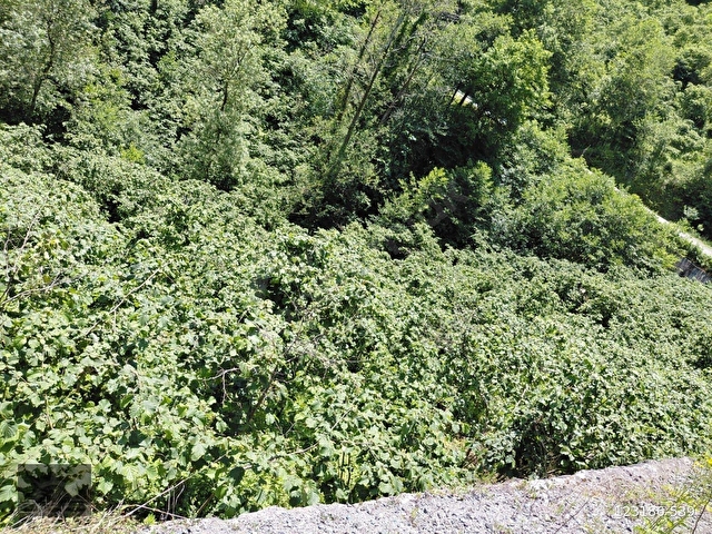 Adaplatinden Beşikdüzü Merkez Sahile 3km, 3178m2 fındık bahçesi - Görsel 16