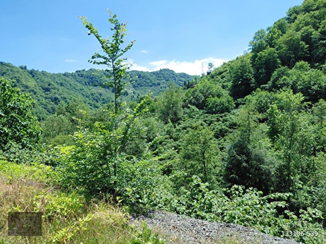 Adaplatinden Beşikdüzü Merkez Sahile 3km, 3178m2 fındık bahçesi - Görsel 15