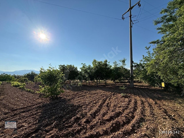 BAKLAN MERKEZDE SATILIK 5500M2 MEYVE BAHÇESİ - Görsel 7