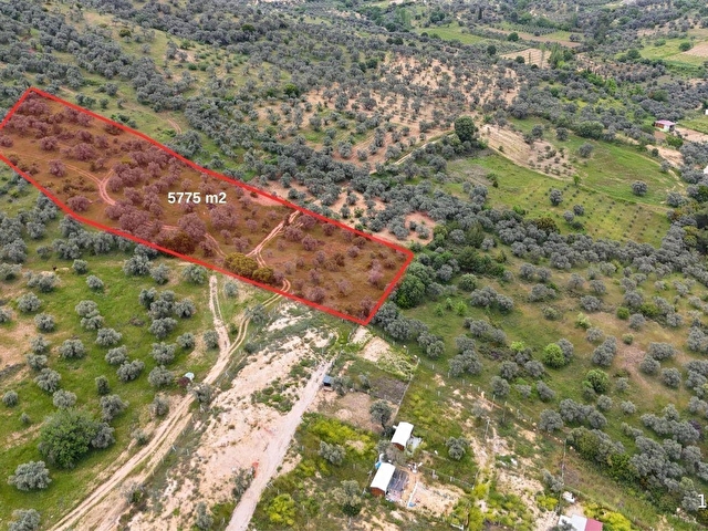 Torbalı Karakızlar da Müstakil Tapulu 5775 m2 Satılık Zeytinlik - Görsel 2