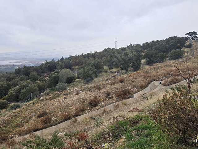 bergama zeytindağda deniz manzaralı zeytinlik - Görsel 12