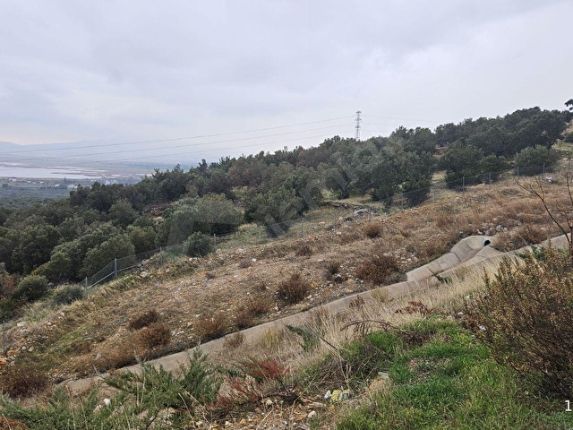 bergama zeytindağda deniz manzaralı zeytinlik - Görsel 10