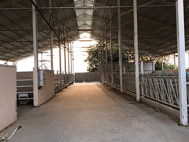 soke de satilik buyukbas hayvan ciftlik tesisi avrupa standart 61727 3268 hurriyet emlak