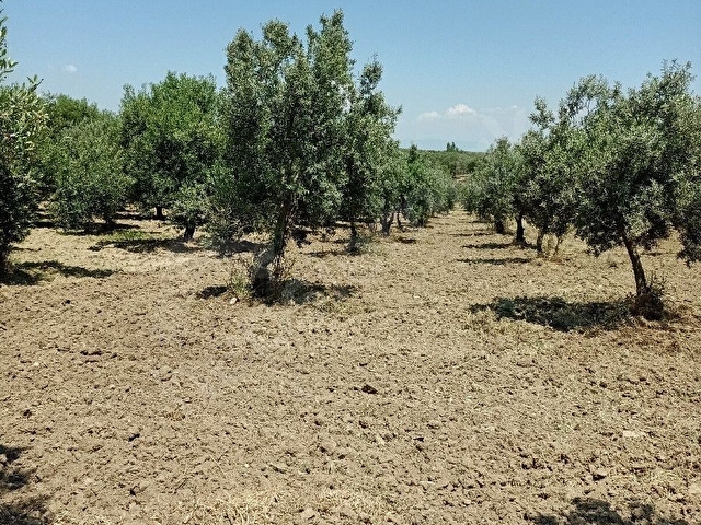 ERDELLİ 3300 M  TEK TAPU RESMİ YOL CEPHELİ EV YAPIMA UYGUN 100 M ALAN  100 ADET TİRİLYE ZEYTİN AĞAÇ - Görsel 2