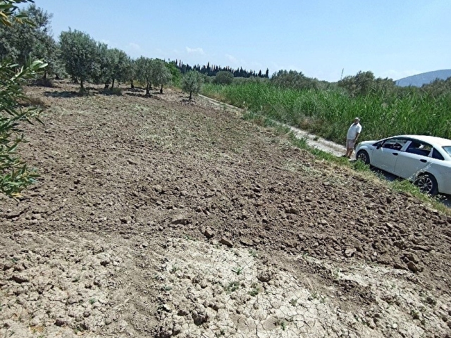 ERDELLİ 3300 M  TEK TAPU RESMİ YOL CEPHELİ EV YAPIMA UYGUN 100 M ALAN  100 ADET TİRİLYE ZEYTİN AĞAÇ - Görsel 4
