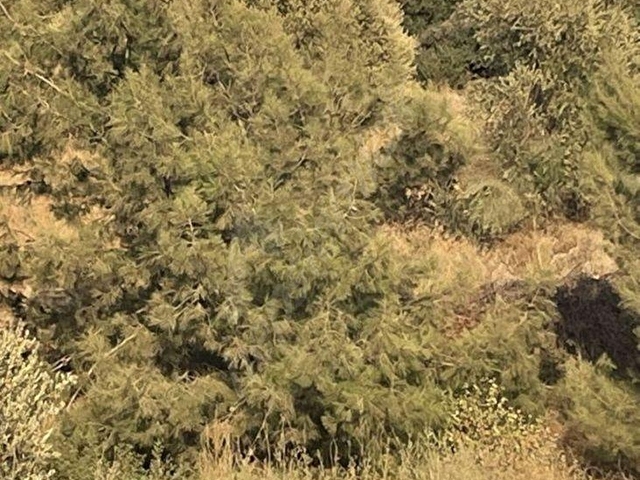Menderes Gümüldürde satılık deniz manzaralı 285 metrekare arsa ilan no:1004 - Görsel 6