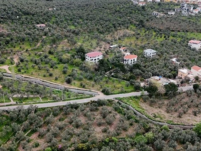 Balıkesir Edremit Altınoluk Avcılarda 6700M2 Satılık Zeytinlik - Görsel 6