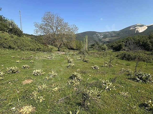 AKBAŞLARDAN MILAS KORUCUKTA YERLEŞIME YAKIN FIRSAT ARAZI - Görsel 9