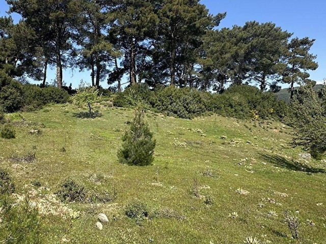 AKBAŞLARDAN MILAS KORUCUKTA YERLEŞIME YAKIN FIRSAT ARAZI - Görsel 19