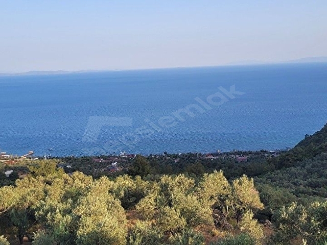Deniz manzaralı zeytinlik. Ayvacık Sazlı Köyü