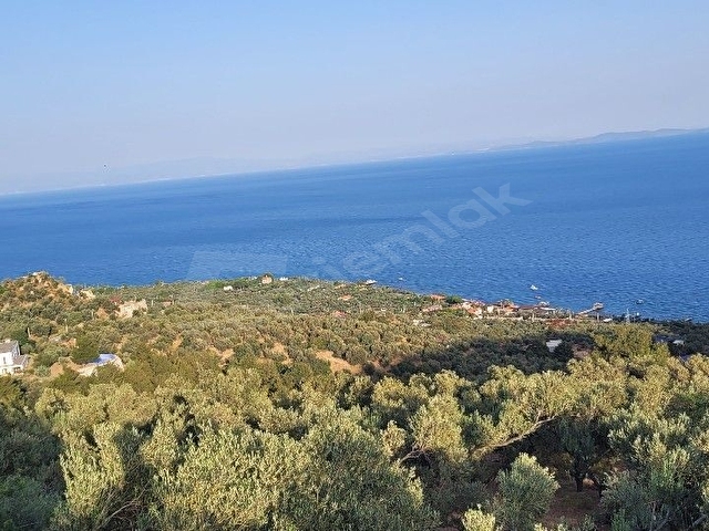 Deniz manzaralı zeytinlik. Ayvacık Sazlı Köyü - Görsel 2
