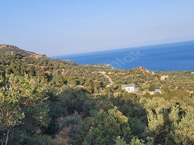 Deniz manzaralı zeytinlik. Ayvacık Sazlı Köyü - Görsel 3