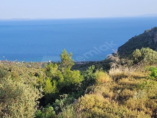 Deniz manzaralı zeytinlik. Ayvacık Sazlı Köyü - Görsel 8