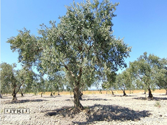 Akhisar Süleymanlı Satılık