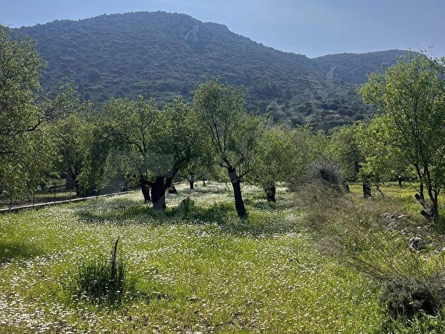 Palamutbükünde denize yakın bademlik
