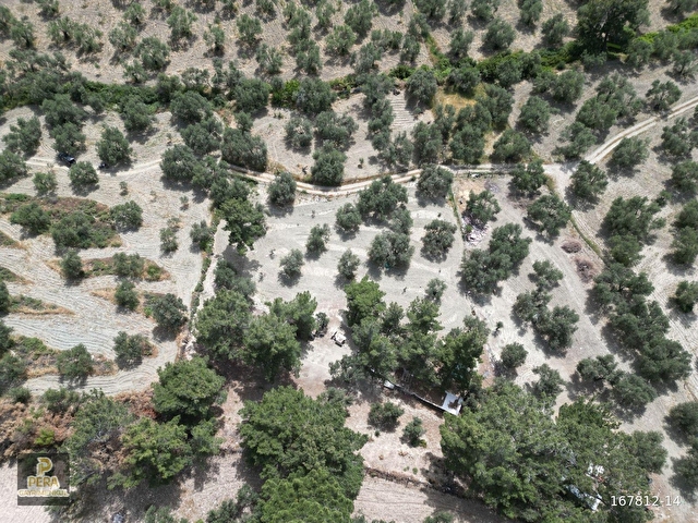 PERA GAYRİMENKULDEN AYVALIK MURATELİDE SATILIK 4390 M2 ZEYTİNLİK - Görsel 7