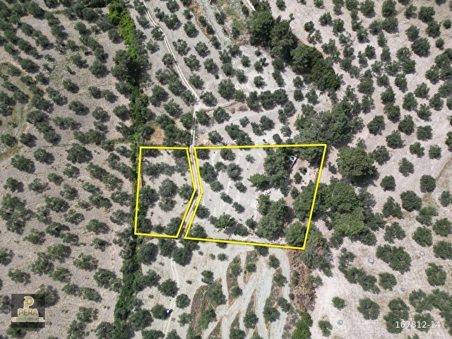 PERA GAYRİMENKULDEN AYVALIK MURATELİDE SATILIK 4390 M2 ZEYTİNLİK