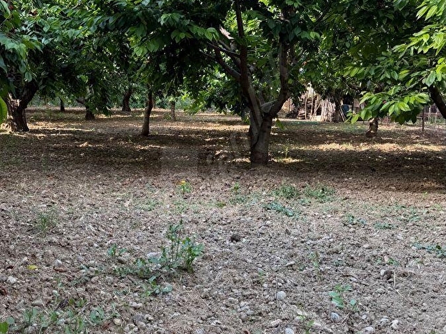 UNCU BOZKÖY MH ORMANIN İÇİNDE SAKLI ÇENNET BAHÇESİ - Görsel 6