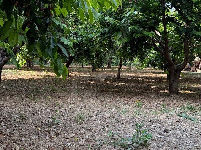 UNCU BOZKÖY MH ORMANIN İÇİNDE SAKLI ÇENNET BAHÇESİ - Görsel 17