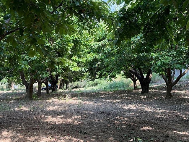 UNCU BOZKÖY MH ORMANIN İÇİNDE SAKLI ÇENNET BAHÇESİ - Görsel 18
