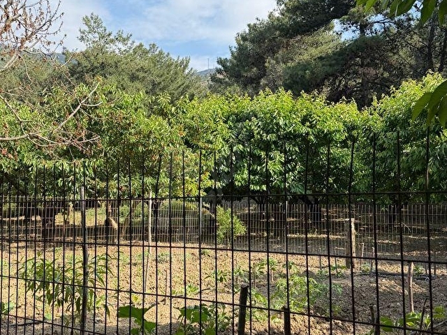 UNCU BOZKÖY MH ORMANIN İÇİNDE SAKLI ÇENNET BAHÇESİ - Görsel 21