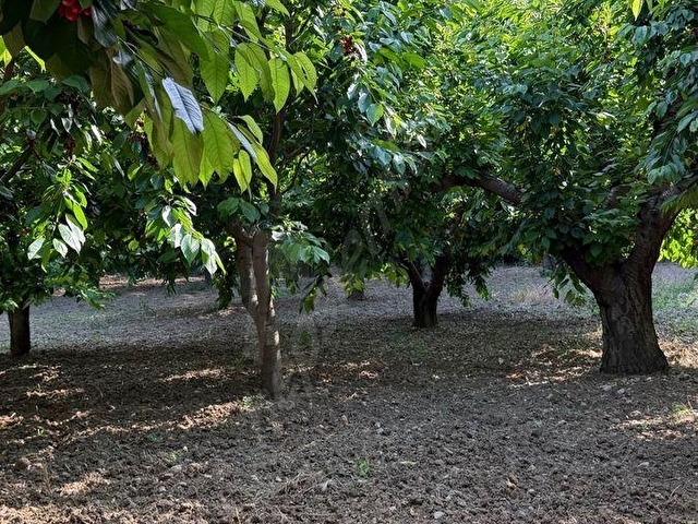 UNCU BOZKÖY MH ORMANIN İÇİNDE SAKLI ÇENNET BAHÇESİ - Görsel 23