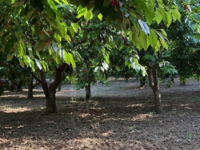 UNCU BOZKÖY MH ORMANIN İÇİNDE SAKLI ÇENNET BAHÇESİ - Görsel 24
