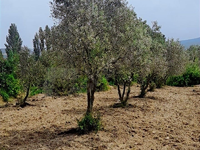 AYVERDİ EMLAK DAN KADASTRO YOLA 57 M CEPHE TEK TAPU ZEYTİNLİK - Görsel 8