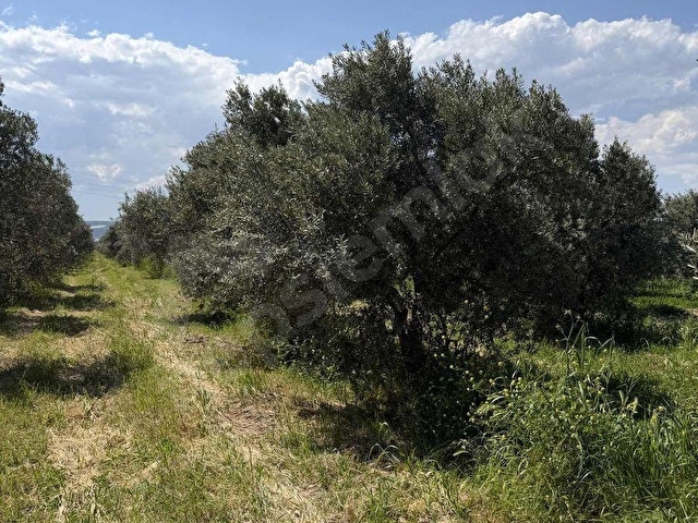 MUSTAFA BAŞYİĞİT EMLAKTAN MEDAR MAHALLESİN DE 13750 M2 TEK TAPU - Görsel 11