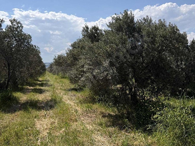 MUSTAFA BAŞYİĞİT EMLAKTAN MEDAR MAHALLESİN DE 13750 M2 TEK TAPU - Görsel 12