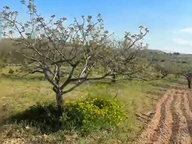 ARILDA FIRSAT ARAZİ - Görsel 4