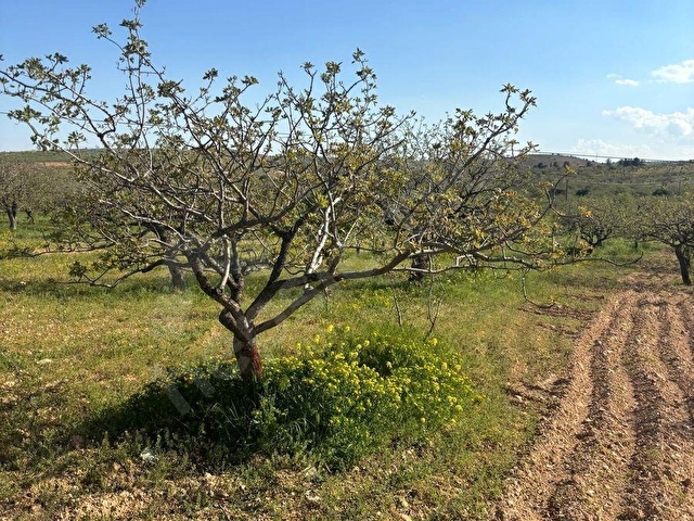 ARILDA FIRSAT ARAZİ - Görsel 8