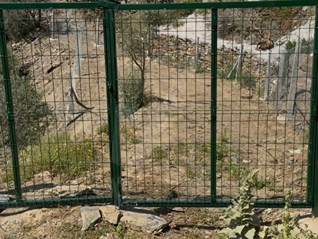 🌿 İZMİR BAYINDIR SARIYURT’TA 477 m2 MANZARALI, ETRAFI ÇİTLE ÇEVRİLİ VE  KULLANIMA HAZIR ZEYTİNLİK - Görsel 2