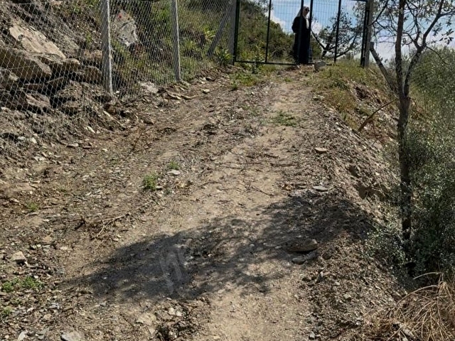 🌿 İZMİR BAYINDIR SARIYURT’TA 477 m2 MANZARALI, ETRAFI ÇİTLE ÇEVRİLİ VE  KULLANIMA HAZIR ZEYTİNLİK - Görsel 4