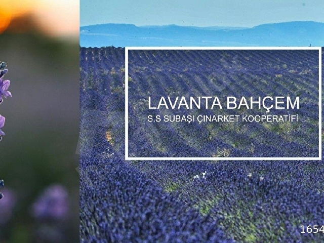 Kemel Köyü’nde Lavanta Bahçesi Projesinde Kooperatif Hissesi