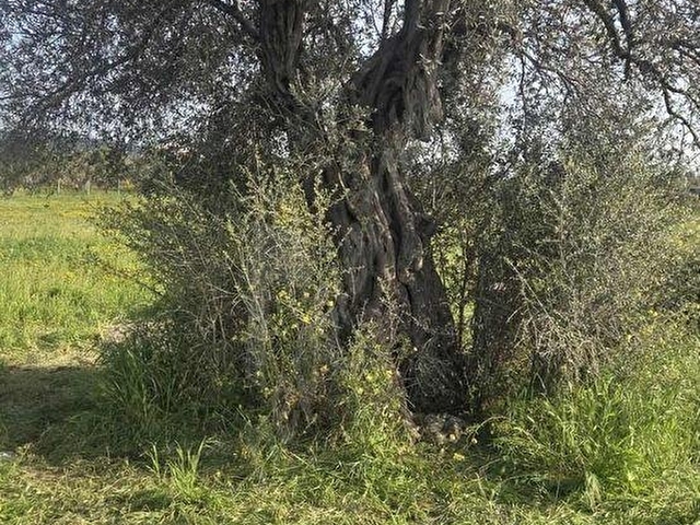 Urla Sıra Mah.De Satılık Kooperatif Hissesi - Görsel 6