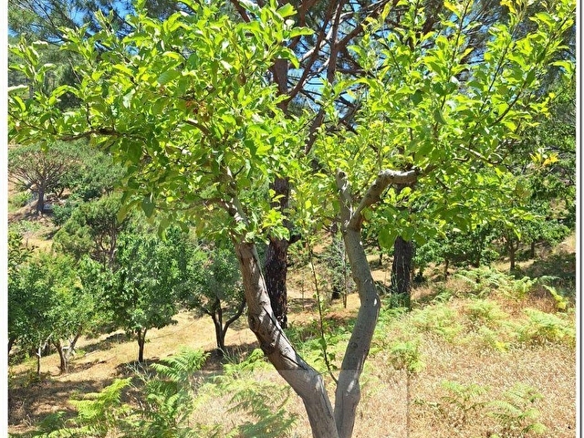 ALTINTAŞ BULGUR YAYLASINDA  İÇİNDE EVİ OLAN 11.281m2 MEYVE BAHÇESİ - Görsel 3