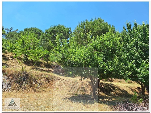 ALTINTAŞ BULGUR YAYLASINDA  İÇİNDE EVİ OLAN 11.281m2 MEYVE BAHÇESİ - Görsel 9