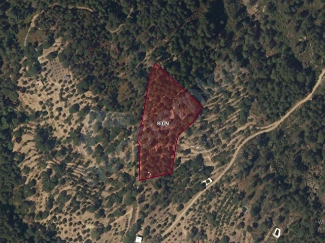 ALTINTAŞ BULGUR YAYLASINDA  İÇİNDE EVİ OLAN 11.281m2 MEYVE BAHÇESİ - Görsel 4