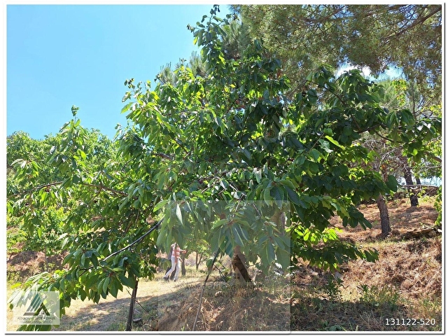 ALTINTAŞ BULGUR YAYLASINDA  İÇİNDE EVİ OLAN 11.281m2 MEYVE BAHÇESİ - Görsel 7