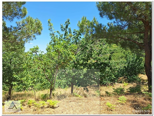 ALTINTAŞ BULGUR YAYLASINDA  İÇİNDE EVİ OLAN 11.281m2 MEYVE BAHÇESİ