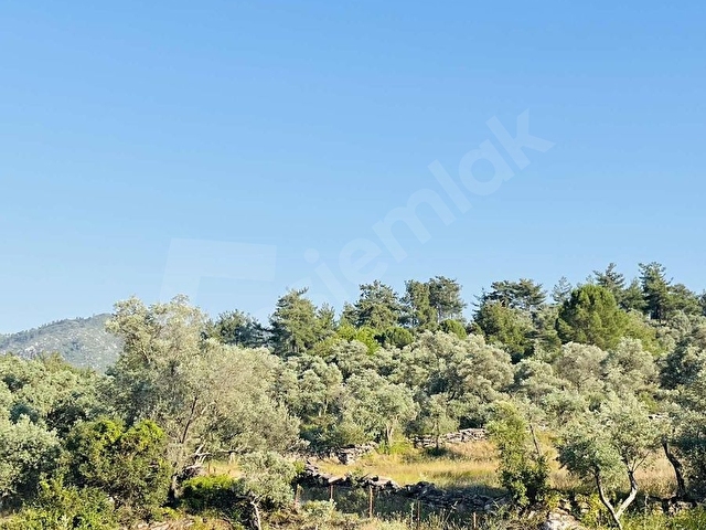 Milas Kısırlar Mahallesinde 1.600 metre² satılık tarla - Görsel 3
