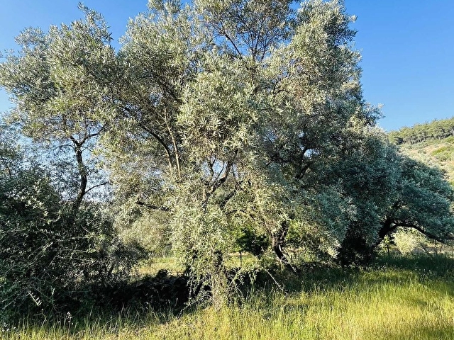 Milas Kısırlar Mahallesinde 1.600 metre² satılık tarla - Görsel 16