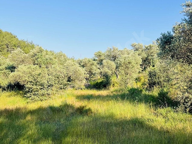 Milas Kısırlar Mahallesinde 1.600 metre² satılık tarla - Görsel 18