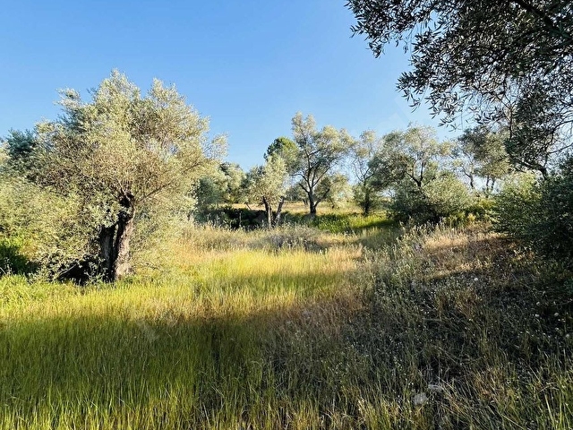 Milas Kısırlar Mahallesinde 1.600 metre² satılık tarla - Görsel 21