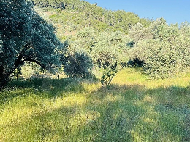 Milas Kısırlar Mahallesinde 1.600 metre² satılık tarla - Görsel 17