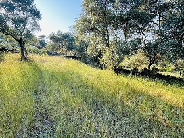 Milas Kısırlar Mahallesinde 1.600 metre² satılık tarla