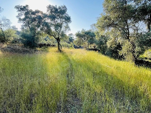 Milas Kısırlar Mahallesinde 1.600 metre² satılık tarla - Görsel 8